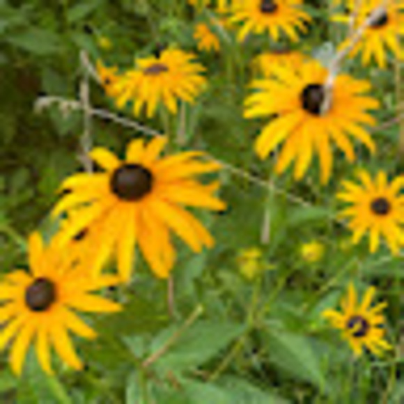 Meet your Posher, Qing - Picture 1 of 1